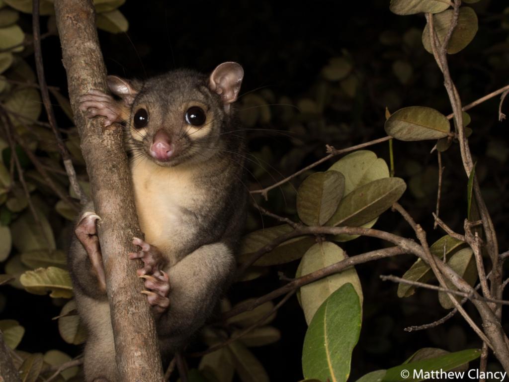 Animal portrait runner-up: Scaly tailed possum, Mitchell Plateau, Western Australia. Picture: 2020 Australian Geographic Nature Photographer of the Year Awards