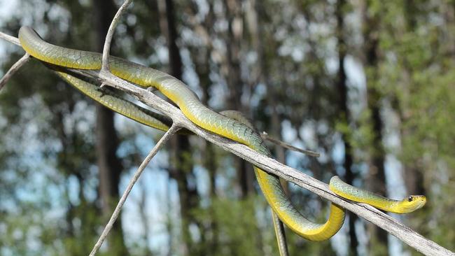 A charming snake catcher - Ceylon Today