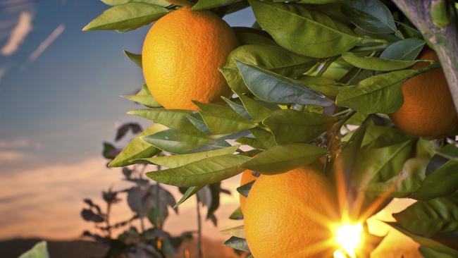 First it was the avocados, now oranges are in short supply. Won’t someone please think of the hipsters?