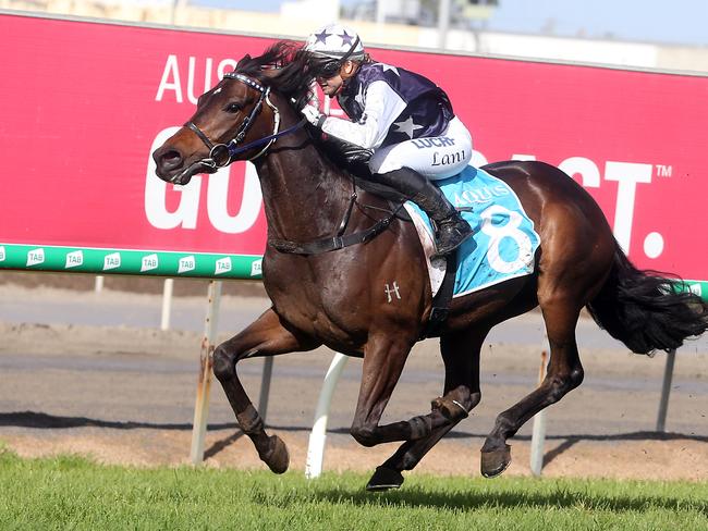 Gold Coast race meeting at Aquis Park. Photo of race number 3, number 8, CHIEF COMMAND. Jockey is Alannah Fancourt. Trainer is David Scanes. Photo by Richard Gosling