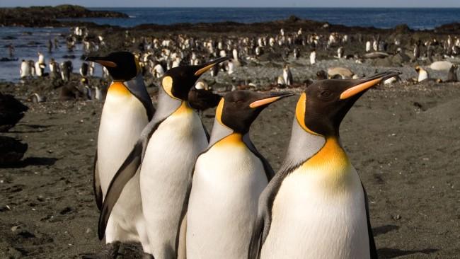 The Subantarctic Islands south of New Zealand and Australia have been labelled 