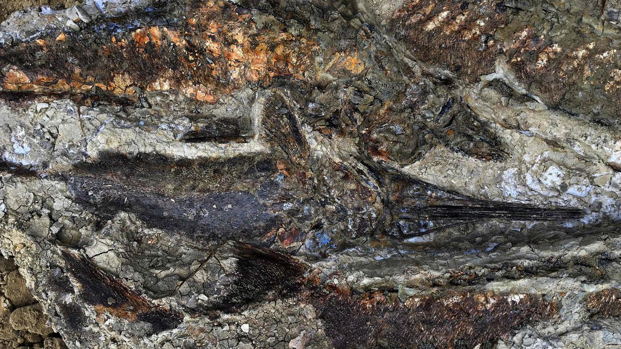 A tangled mass of fish fossils uncovered in North Dakota, US. The site appears to date to the day 66 million years ago when a meteor hit Earth, killing nearly all life on the planet. Picture: AFP