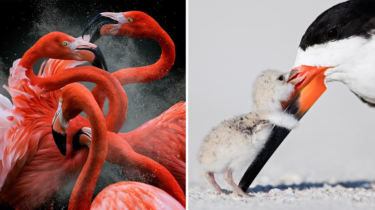 BPOTY 2018 Winners. Picture: Bird Photographer of the Year