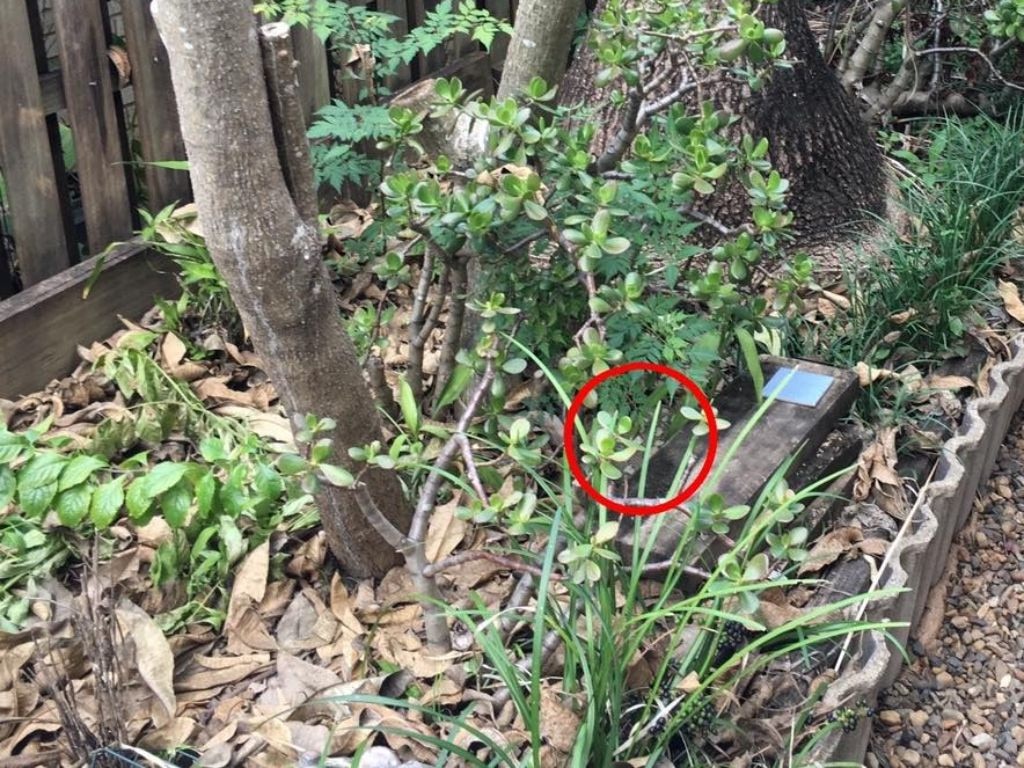 The snake catchers later revealed the hiding spot. Picture: Snake Catchers Brisbane &amp; Gold Coast / Facebook