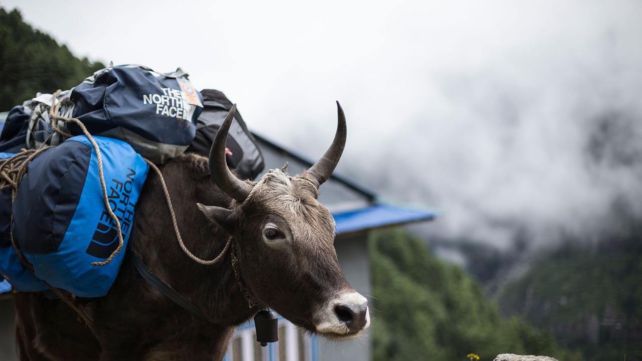 The regulations emphasise the use of local porters and yaks to transport expedition equipment. Picture: Heath Holden