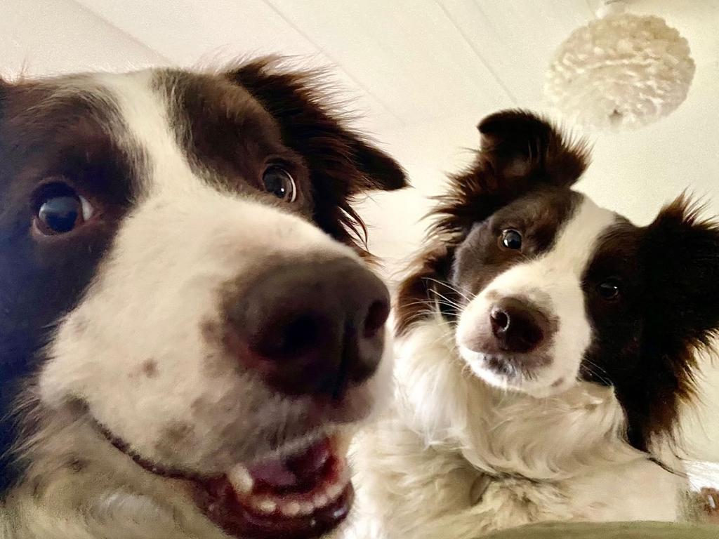 The royal family’s prized pets Grace, left, and Coco. Picture: @detdanskekongehus on Instagram