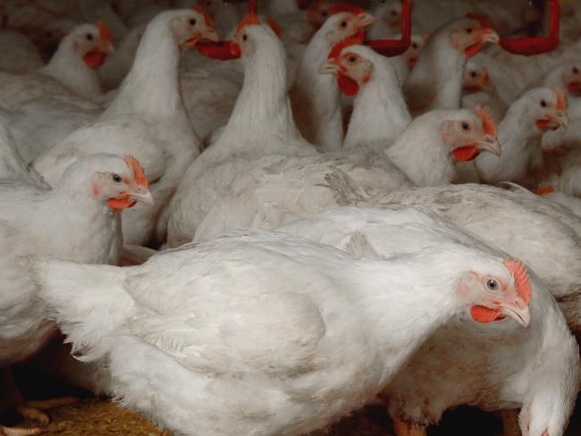 Inghams Enterprises poultry meat chickens. Supplied:  Australian Chicken Meat Federation