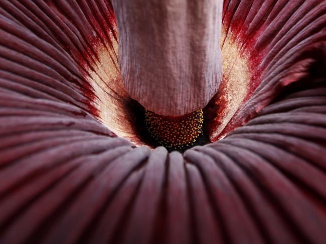 Land of the giants, worlds biggest flower, the rare Titan Arum, has flowered at Cairns Botanic Gardens.