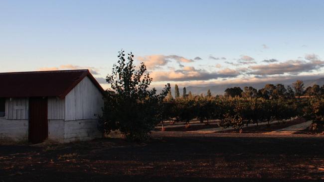 The stunningly, beautiful Hazelbrae Hazelnuts property at Hagley. Picture: Christie Mcleod.