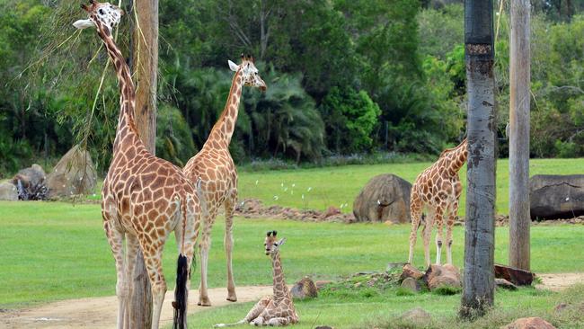 Even though we are taking our nanny away, there will still be plenty of family time, including a trip to see the animals at Australia Zoo. Picture: John McCutcheon