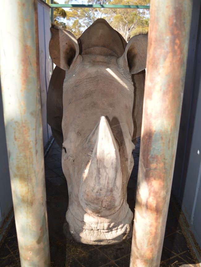 Kibibi get settled in for the trip. Picture: Haidee Kinter, Zoos SA