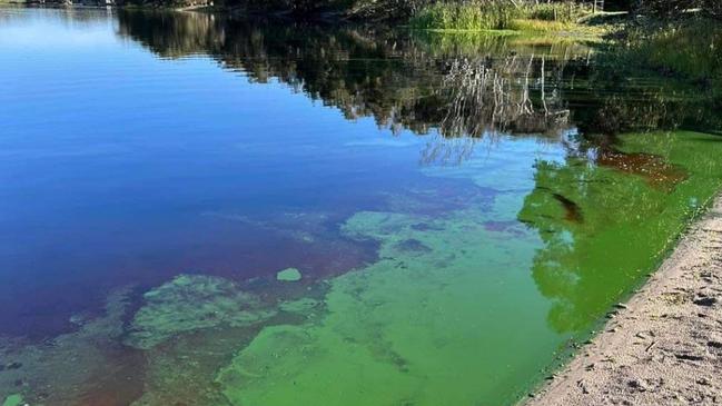 Algae outbreak in Lake Ainsworth, NSW. Picture: Supplied / Facebook