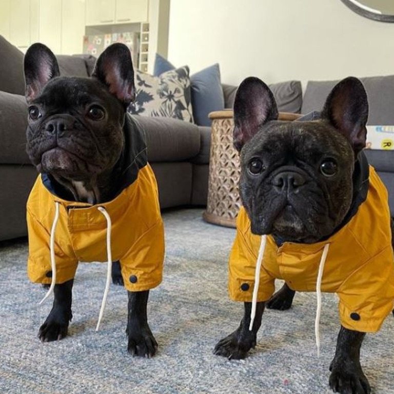 Kmart store dog coats