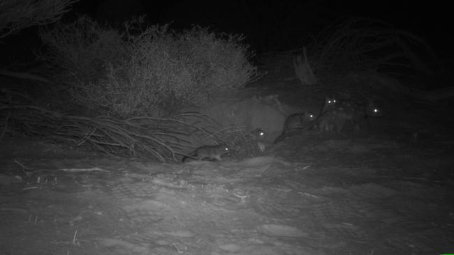 Quolls at night at Arid Recovery. Picture: Melissa Jensen