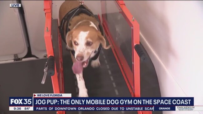 Mobile store dog treadmill