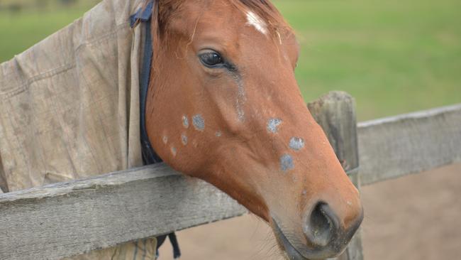 A horse in Logan which was bitten by the pest. Picture: Invasive Species Council