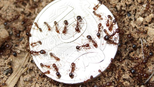 The red imported fire ants pose a huge biosecurity threat. Photo Contributed