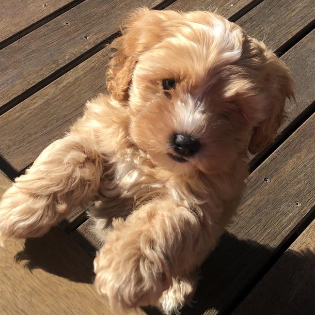 Fancy Nancy enjoying the sun on the deck! Picture: Nicole Towsey