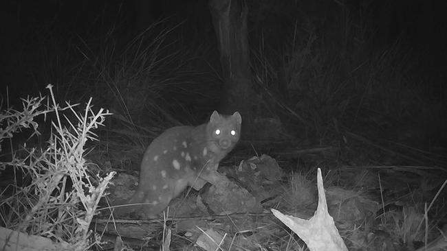 A spotted-tail quoll caught on remote camera. Picture: David Hamilton