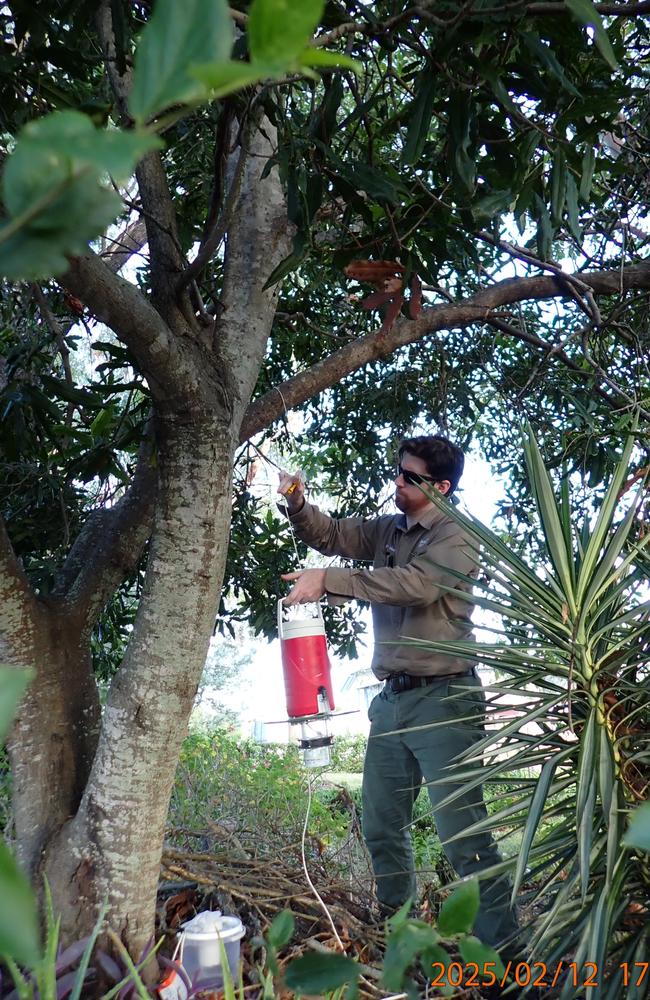 Mosquito surveillance programs underway in North Burnett have confirmed the presence of Japaneseencephalitis viruses (JEVs) in Monto. JEV can be transmitted to human through mosquito bites and can potentiallycause severe illnesses or death.