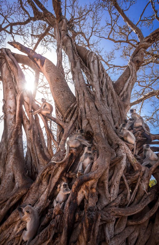 Highly Commended Habitats & Landscapes ... Tree of Life, Group of Hanuman langurs occupy a huge banyan tree in Ranthambhore, India. Picture: Magdalena Strakova/WildlifePhoto.com