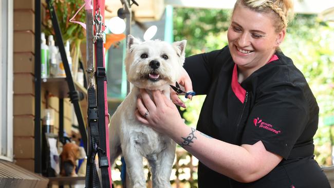 Toby the west highland terrier gets a trim. Picture: Josie Hayden