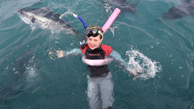 Basket Range Primary Year 3 student Kinyin swam with the sealife at Oceanic Victor’s in-sea aquarium this week. Picture: Tait Schmaal