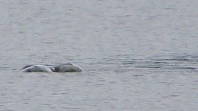 Chie Jolly ‘spotted’ a strange creature in Loch Ness. Picture: Peter Jolly/Northpix/Splash News/Media Mode