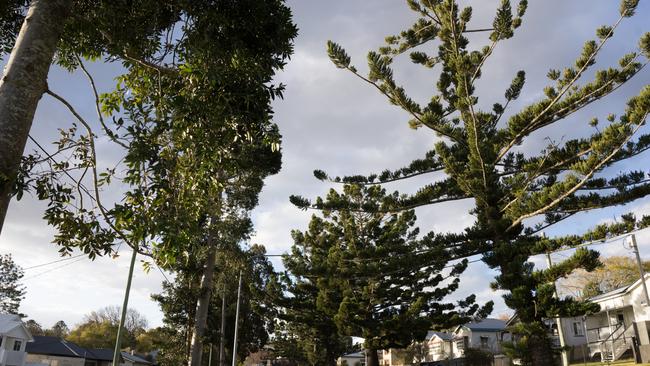 How every Toowoomba household could get a tree