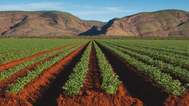 Phosphorus fertilisers (phosphate) are linked to a plant’s ability to use and store energy. Picture: Getty Images