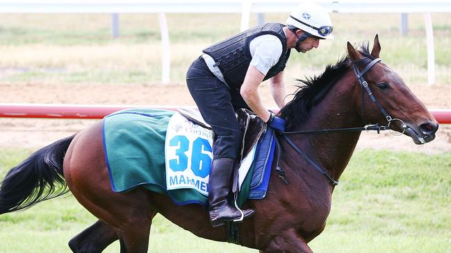 Marmelo is back for another crack the Melbourne Cup. Picture: Getty Images