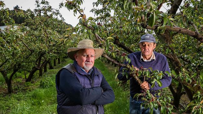 Kym Green with neighbour Graeme Green at Graeme’s hail-damaged pear orchard at Lenswood on Friday. Picture: Tom Huntley