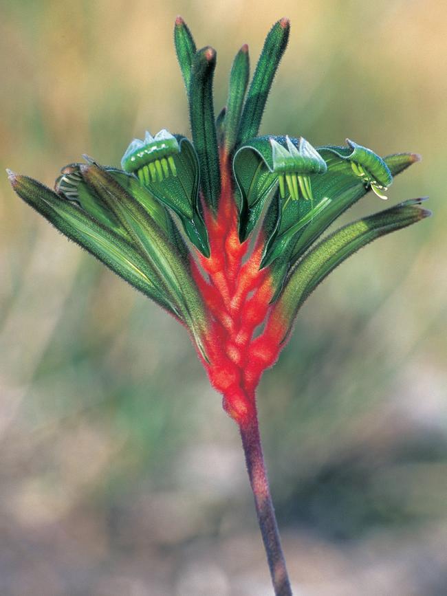 Mangles kangaroo paw in Kalbarri National Park