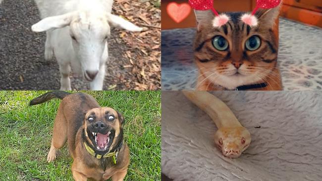 Vote for the quirkiest pet in the Gympie region via the poll.