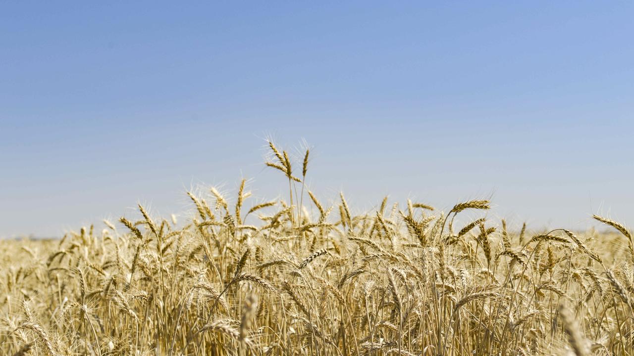 Wet spring, global outlook signal good returns for wheat