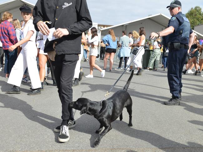 A police sniffer dog in action at Groovin the Moo festival at Wayville Showground. Picture: Brenton Edwards