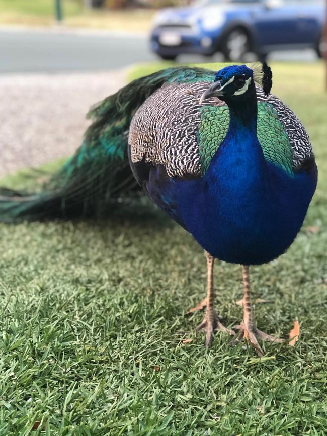 Peacocks have become a divisive issue in the small community of Mackenzie. Picture: Remko Bijker