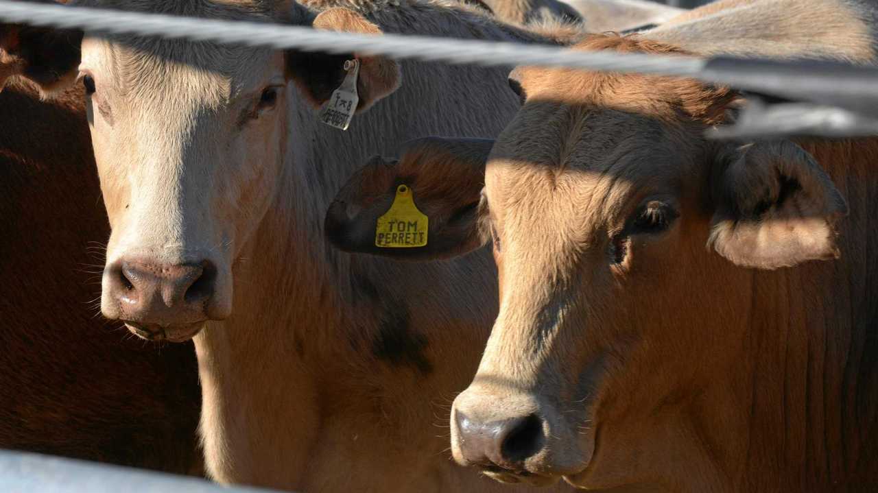 Cattle generic at the Nanango campdraft. Picture: Jessica McGrath