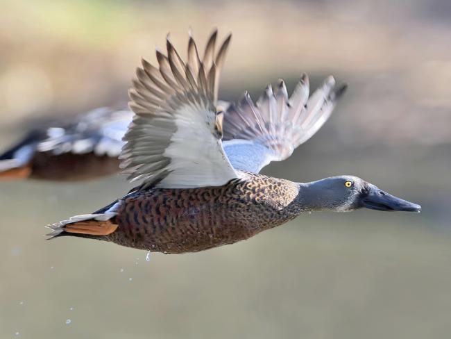 Decision to allow duck hunting in 2021 ignores science and public opinion.,  Australasian Shoveler Picture: Les Peters