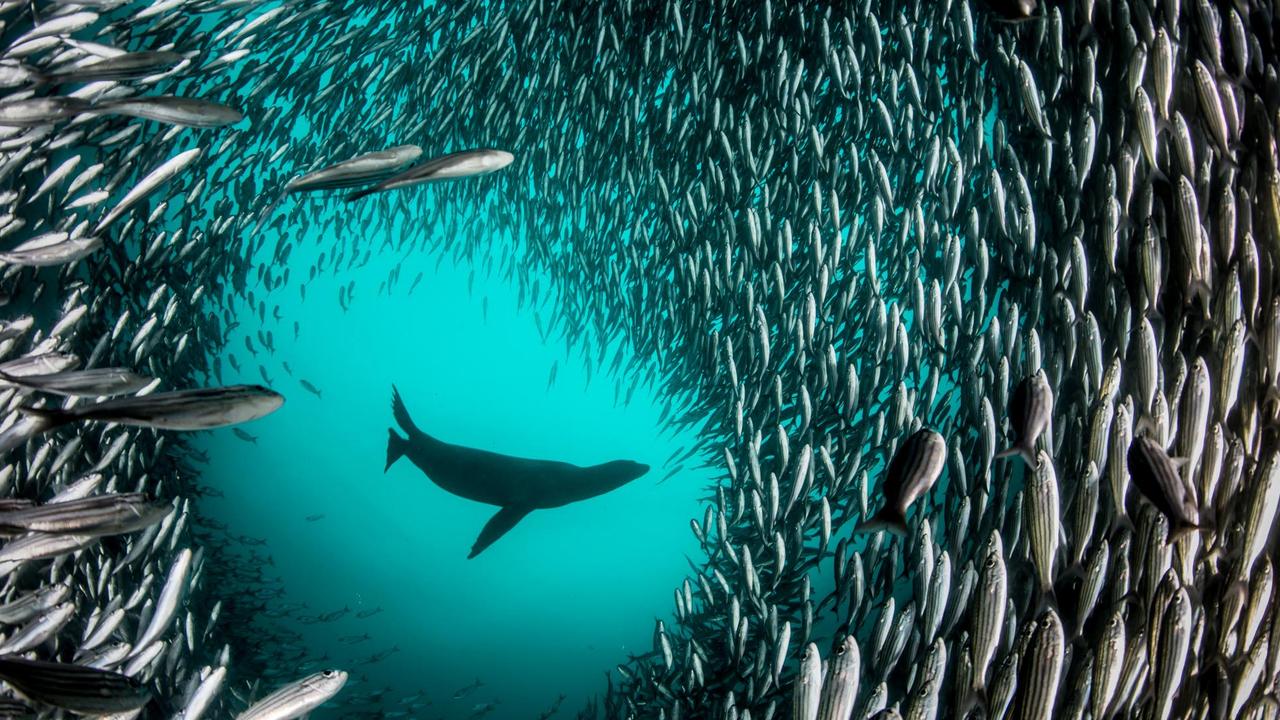 A Galápagos sea lion chases a large school of Salema fish off Isabela Island.