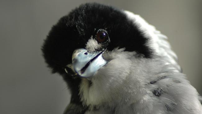 Butcherbird Skewers A Mans Ear In Swooping Attack By Narrabeen Lake