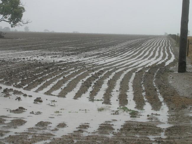 Parts of the Wimmera received about 75mm rainfall for the weekend. Andrew Levitzke enjoyed the rain at the weekend on his farm north of Horsham.