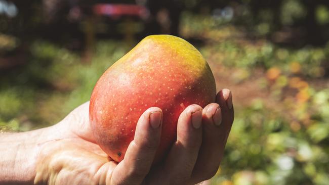 King’s Farms, run by Mitchael Curtis, produces more than five mangoes annually.