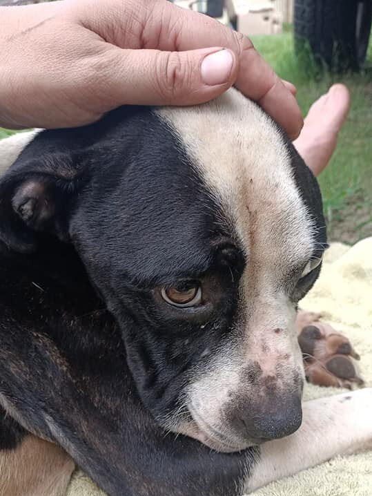 HEARTBREAK: The young male pup was found abandoned at Goodna on Thursday. Pic: Adonis Habchi