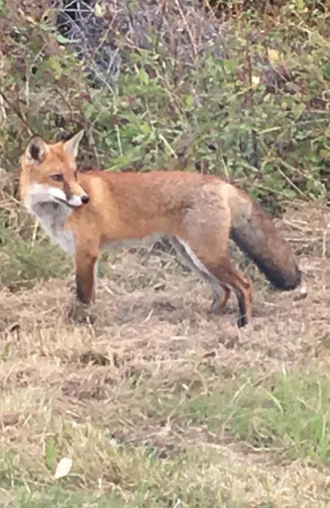 A fox, suspected of killing backyard chickens and ducks, spotted on Owen Stanley Ave, on the edge of Allenby Park at Allambie Heights.