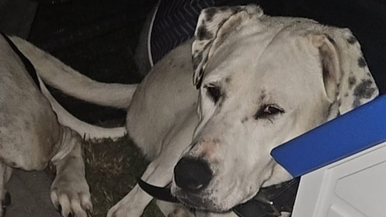 ‘Hoping for a Christmas miracle’: Calls to locate missing deaf dog