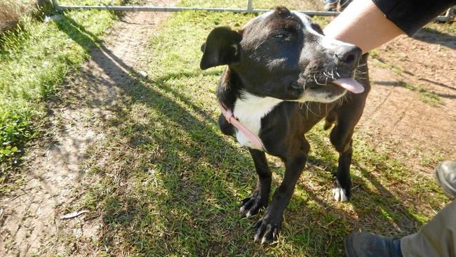 The five-month-old border collies health has improved since being taken into care by the Clarence Valley Councils pound staff.