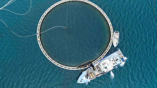 A Clean Seas kingfish farm. Picture: Supplied