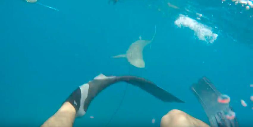 US FL:    Spear Fisherman Captures Key West Shark Attack on Camera   June 04