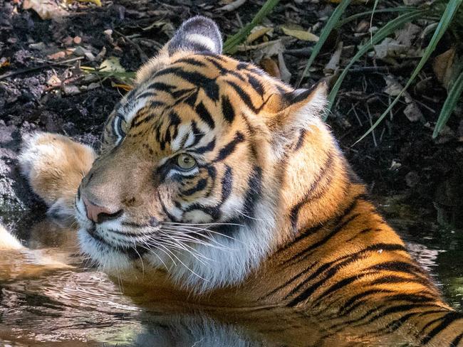 Delilah Adelaide Zoo's new tiger enjoying the pond in her enclosure . Picture: Fran Mussared